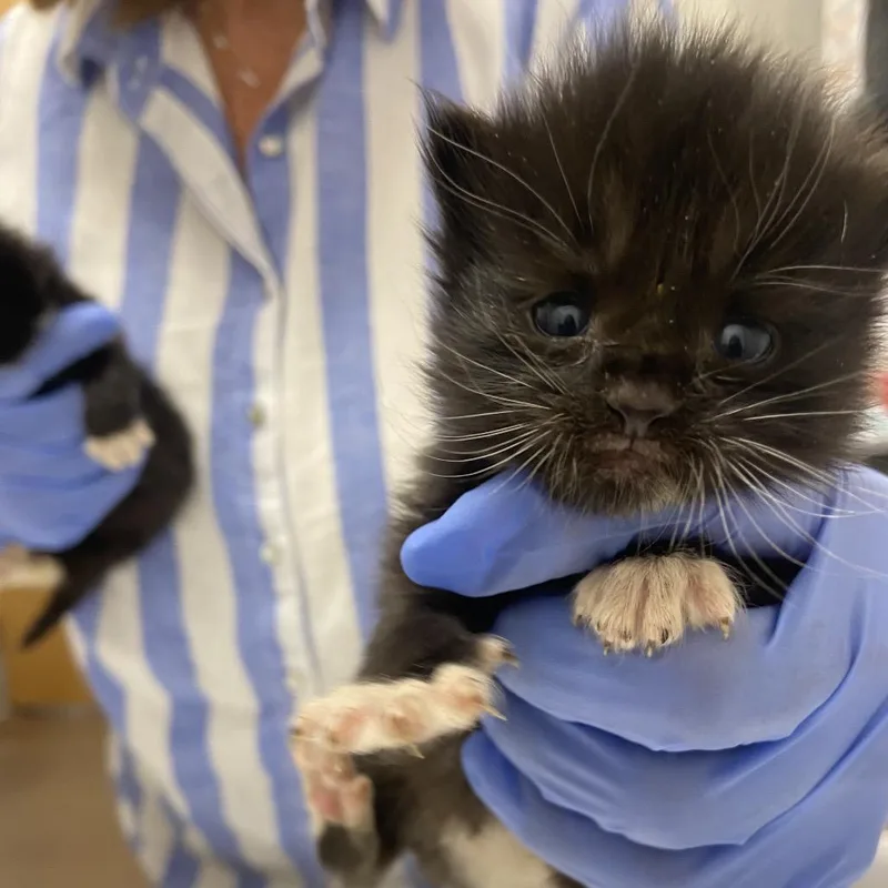 A baby small-sized male Black Domestic Short Hair cat named Smarty Pants for adoption in Chattanooga, TN