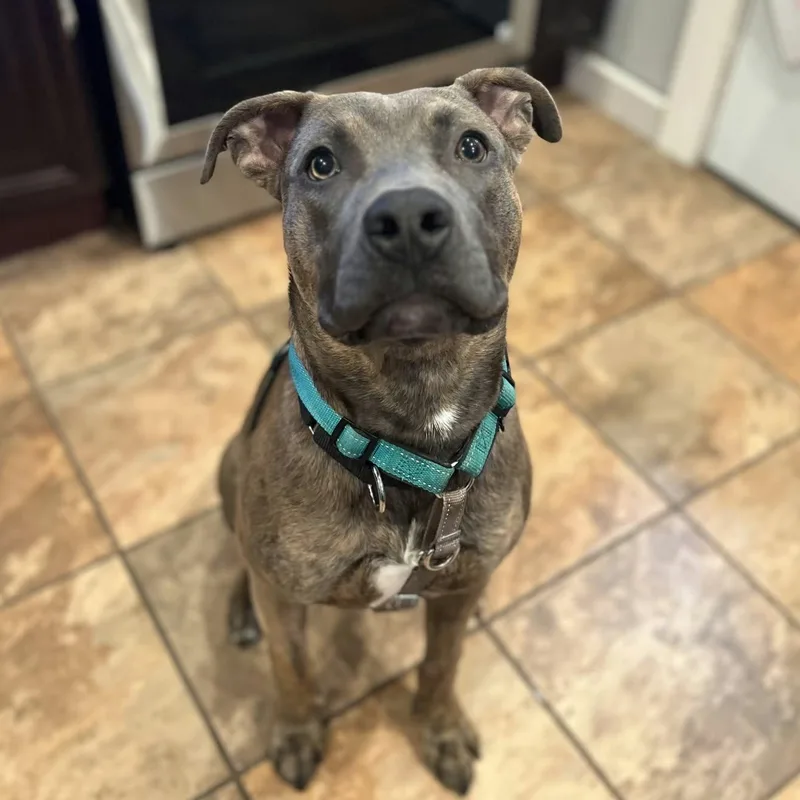 A baby medium-sized male Terrier dog named Memphis for adoption in North Syracuse, NY