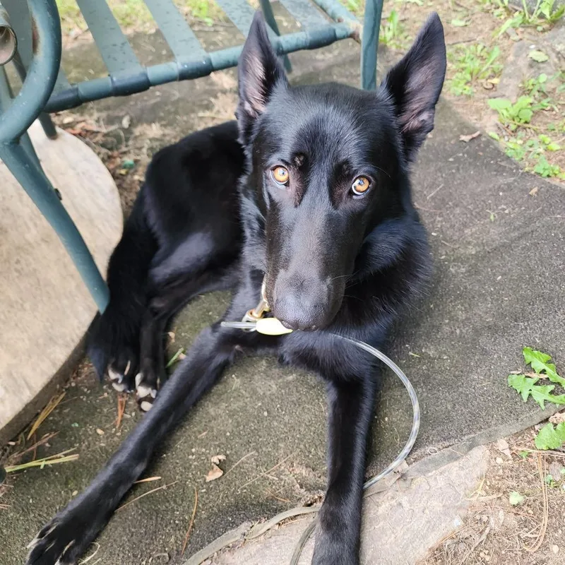 A young large-sized female Shepherd dog named Africa for adoption in Harrisonburg, VA