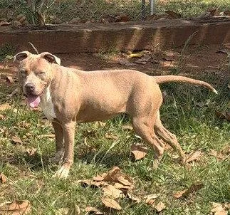 A young medium-sized female Pit Bull Terrier dog named Vixie for adoption in Carrollton, GA