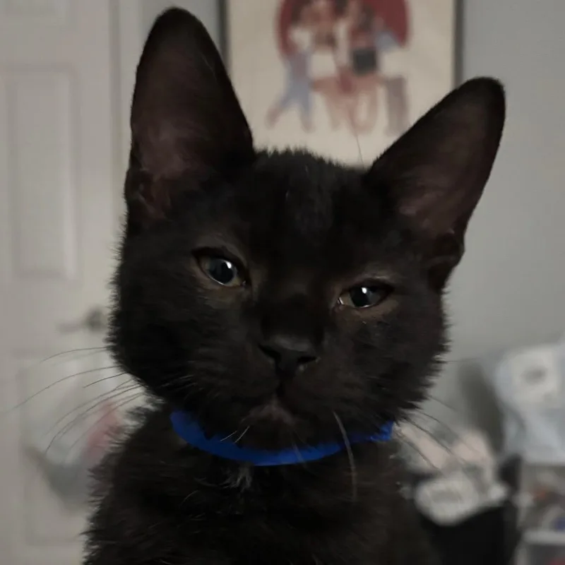 A baby small-sized male Black Domestic Short Hair cat named Macaron for adoption in Dover, NH