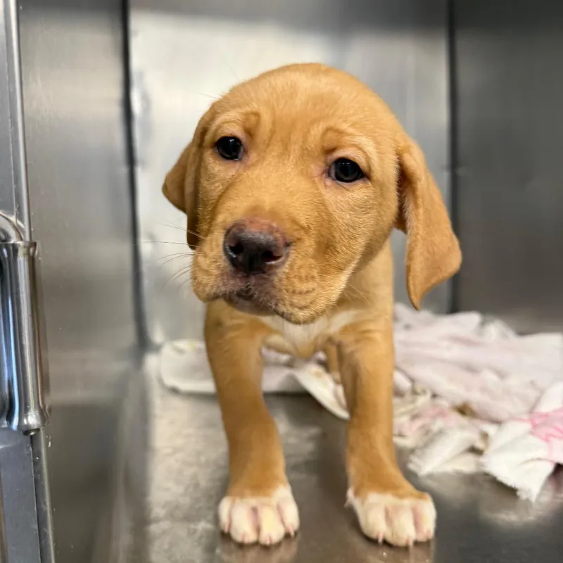 A baby small-sized male Yellow / Tan / Blond / Fawn Labrador Retriever dog named Cashapp for adoption in Martinsville, VA