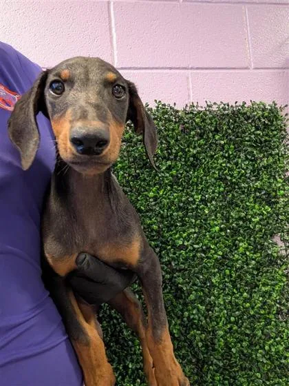 A baby large-sized female Doberman Pinscher dog named 61764023 for adoption in El Paso, TX