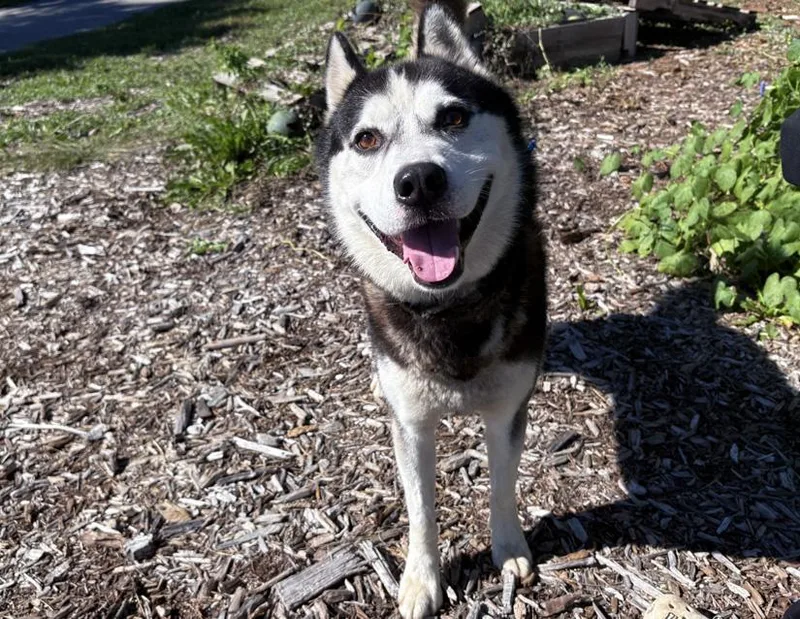 An adult medium-sized male Black Siberian Husky dog named Nimbus for adoption in Columbus, IN