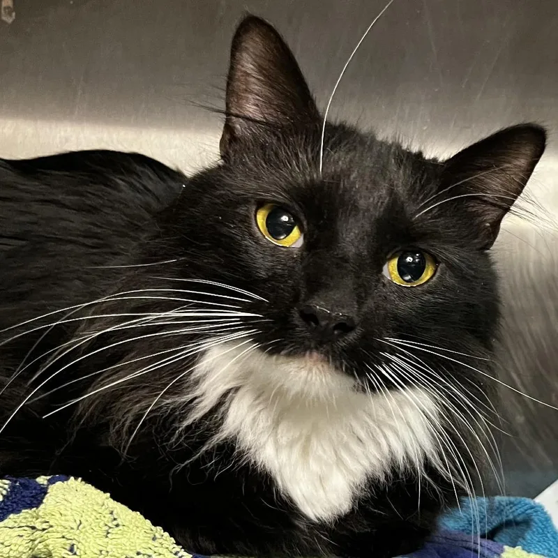 Sylvester