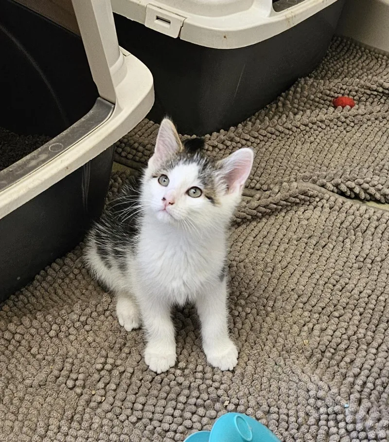 A baby small-sized male Tabby (Brown / Chocolate) Tabby cat named Rex for adoption in Bluffton, IN