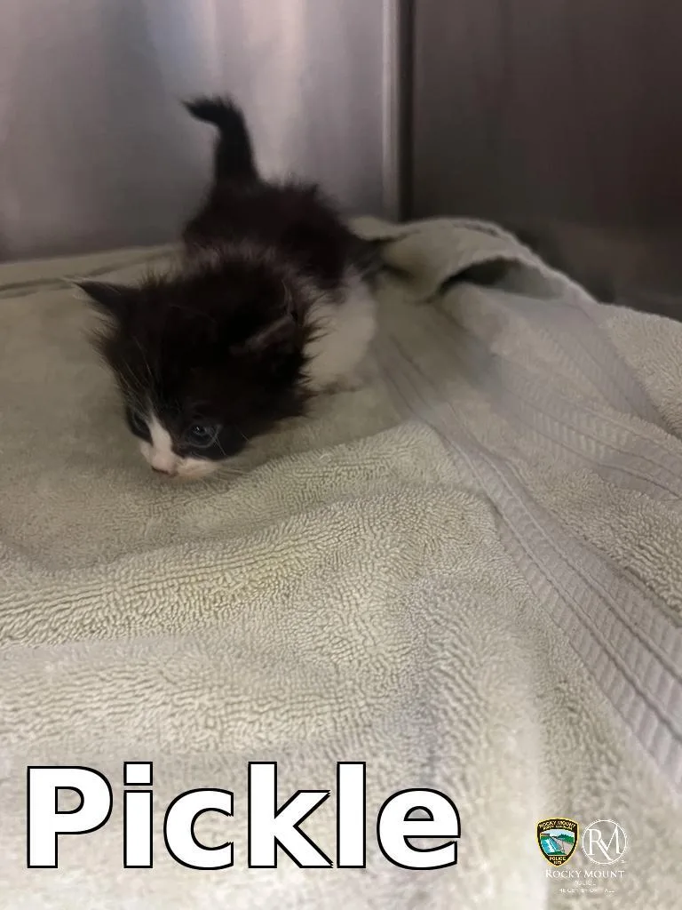 A baby medium-sized female Domestic Short Hair cat named Pickle for adoption in Rocky Mount, NC