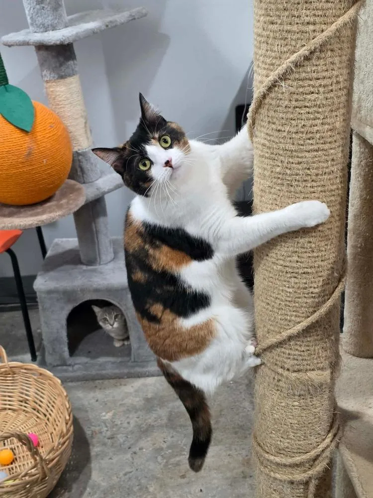 An adult large-sized female Calico cat named Patches for adoption in Lewisburg, TN