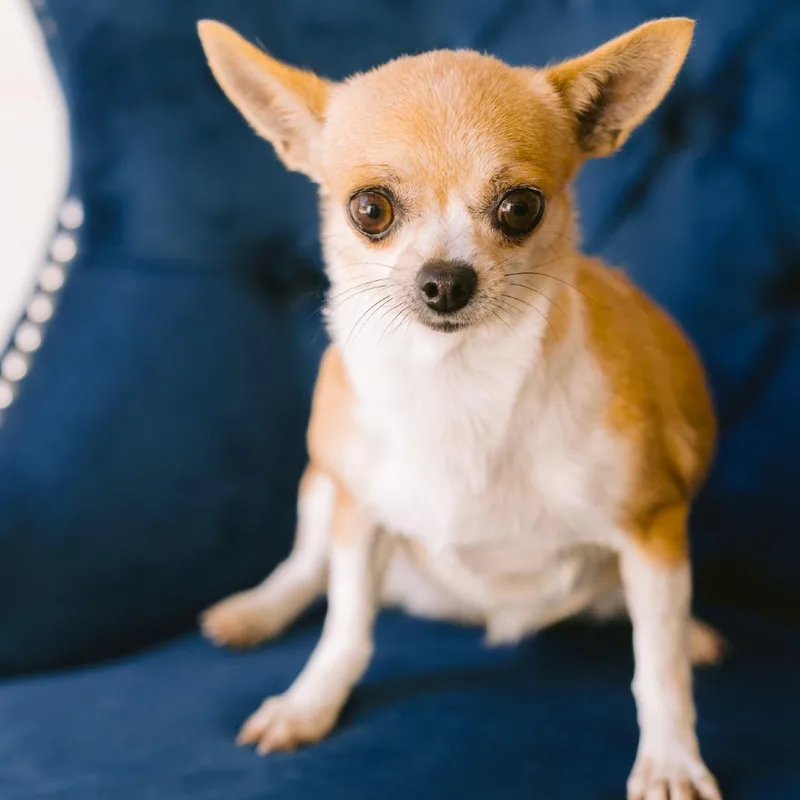 An adult small-sized female Chihuahua dog named Joy for adoption in Zionsville, IN