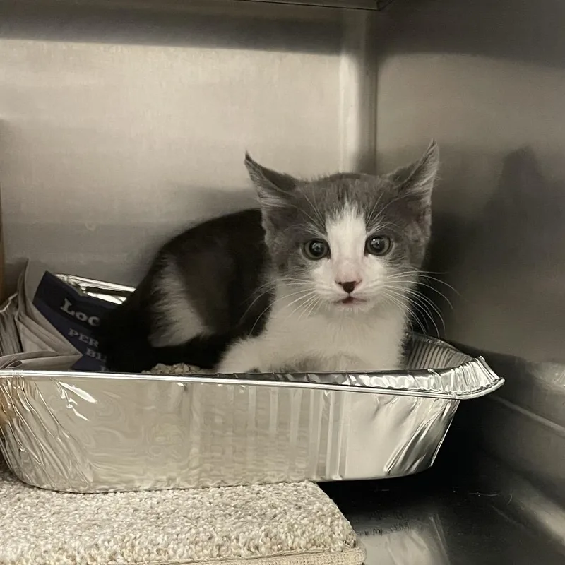 A baby small-sized male Gray / Blue / Silver Domestic Short Hair cat named HACCStray for adoption in Henderson, NV
