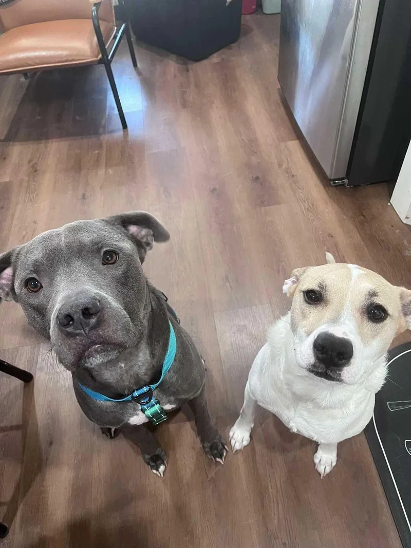 An adult medium-sized male Gray / Blue / Silver Pit Bull Terrier dog named Pluto for adoption in Bar Nunn, WY