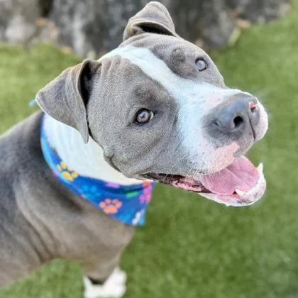 An adult large-sized male Mixed Breed dog named Milo for adoption in Largo, FL