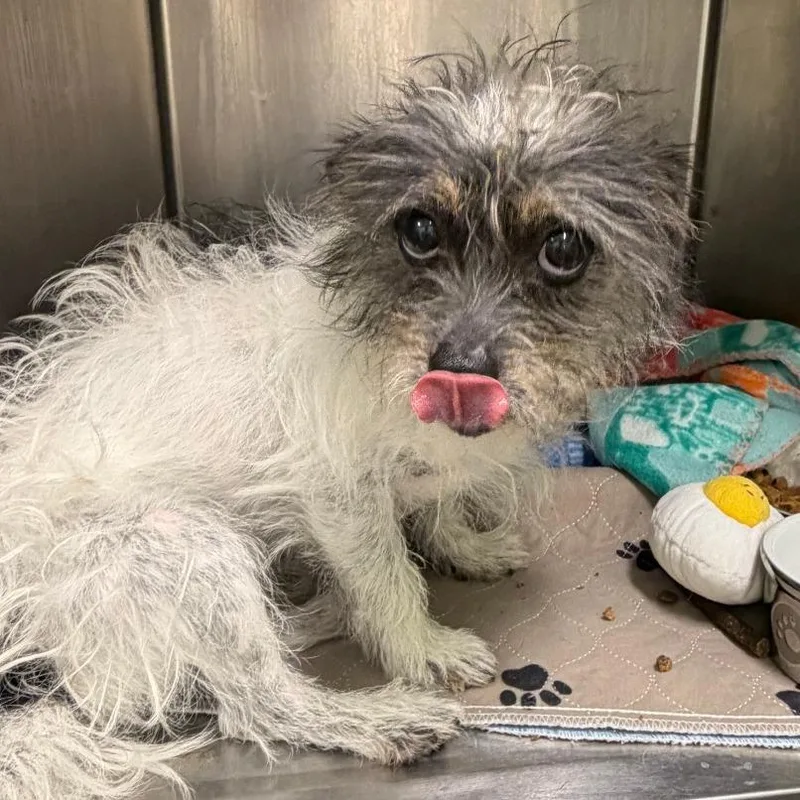 An adult small-sized male Black Terrier dog named Batty for adoption in Austin, TX