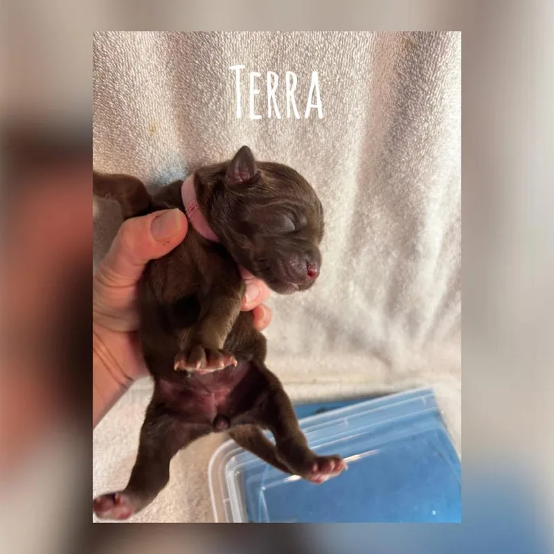 A baby medium-sized female Brown / Chocolate Mixed Breed dog named Terra Earth C for adoption in Allen, TX