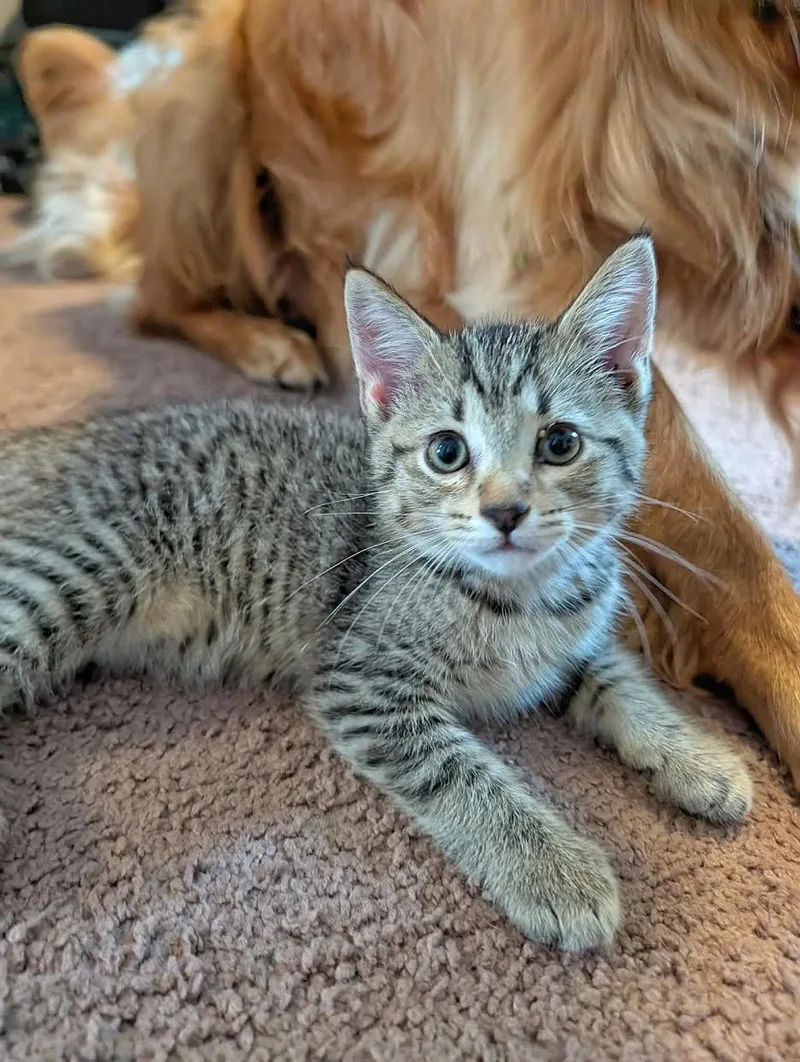 A baby small-sized male Tabby cat named Dexter for adoption in Mankato, MN