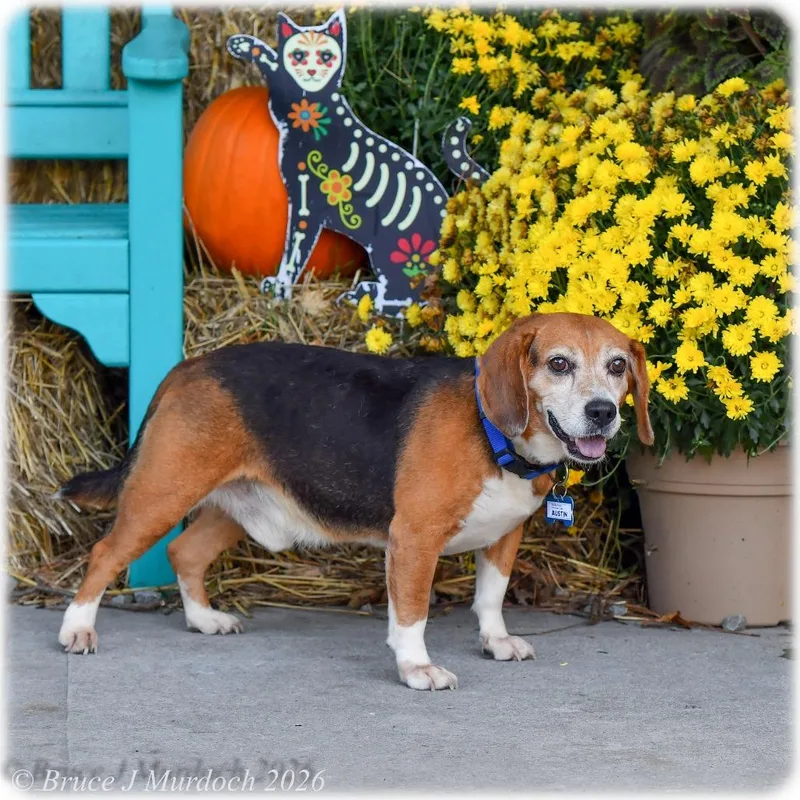 A young medium-sized male Black Beagle dog named Austin for adoption in Wake Forest, NC