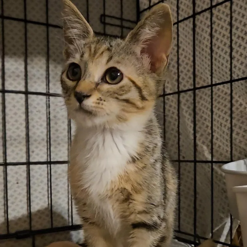 A baby medium-sized female Torbie Domestic Short Hair cat named Stacey N. Tiny for adoption in New York, NY