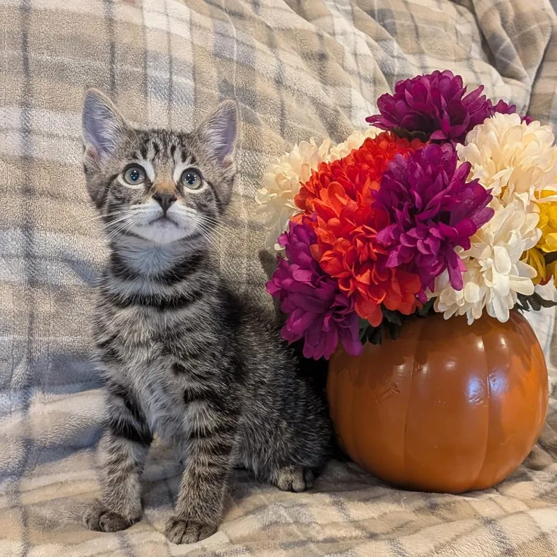 A baby small-sized male Brown / Chocolate Domestic Short Hair cat named Fleece for adoption in La Grange, KY