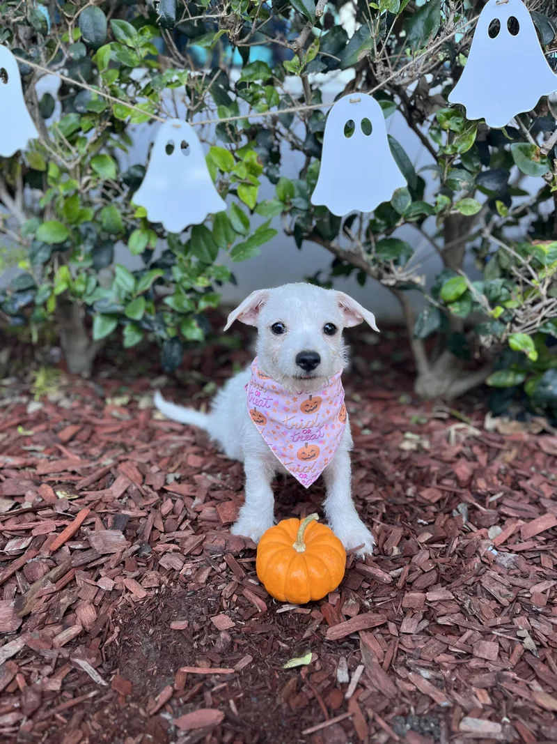 A baby small-sized male Border Terrier dog named Casper for adoption in South El Monte, CA