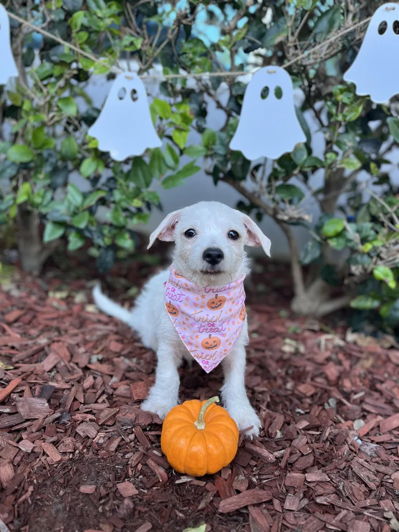 Casper thumbnail 2