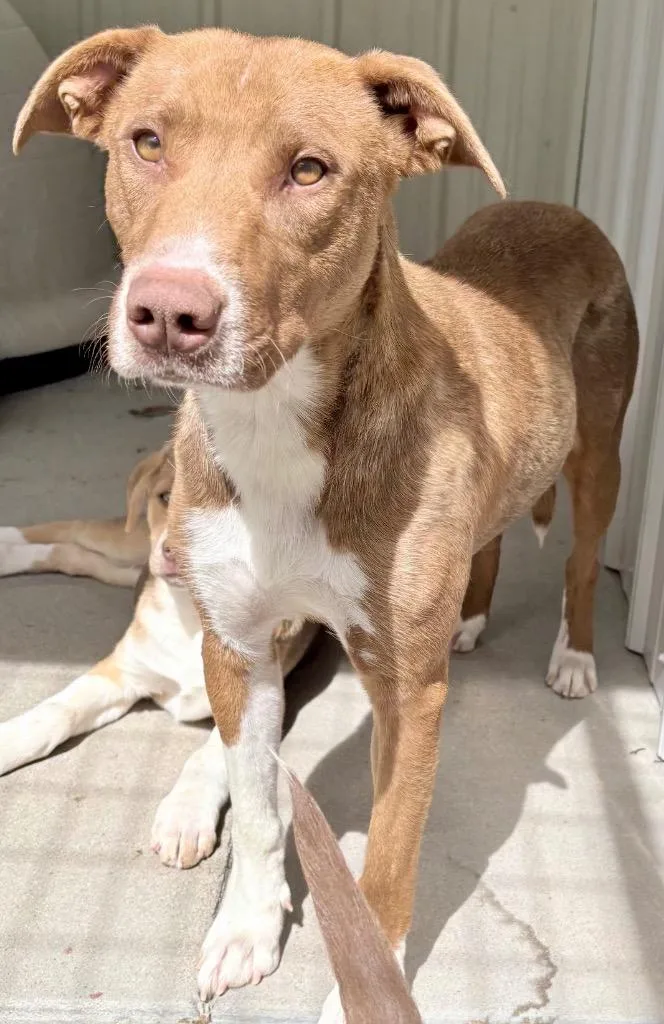 Orange Blossom thumbnail 2