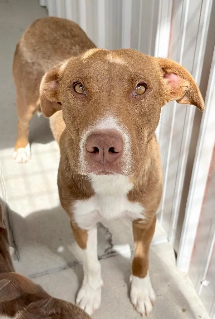 Orange Blossom thumbnail 3