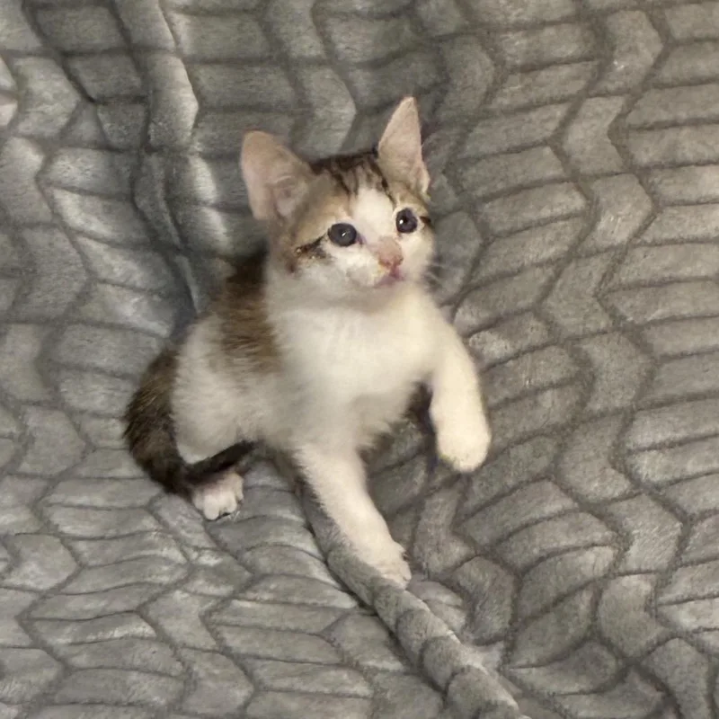 A baby small-sized female Calico Domestic Short Hair cat named Church for adoption in Bastrop, TX