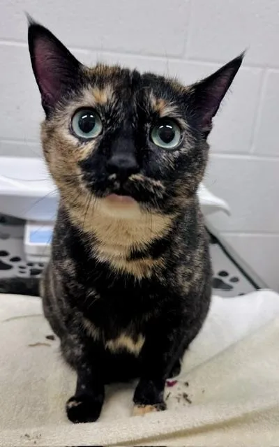 A young medium-sized female Domestic Short Hair cat named Neo for adoption in Derwood, MD
