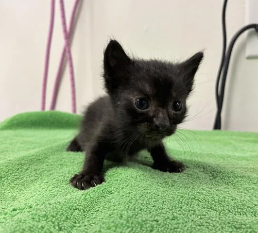 A baby small-sized male Domestic Short Hair cat named Dave for adoption in Pensacola, FL