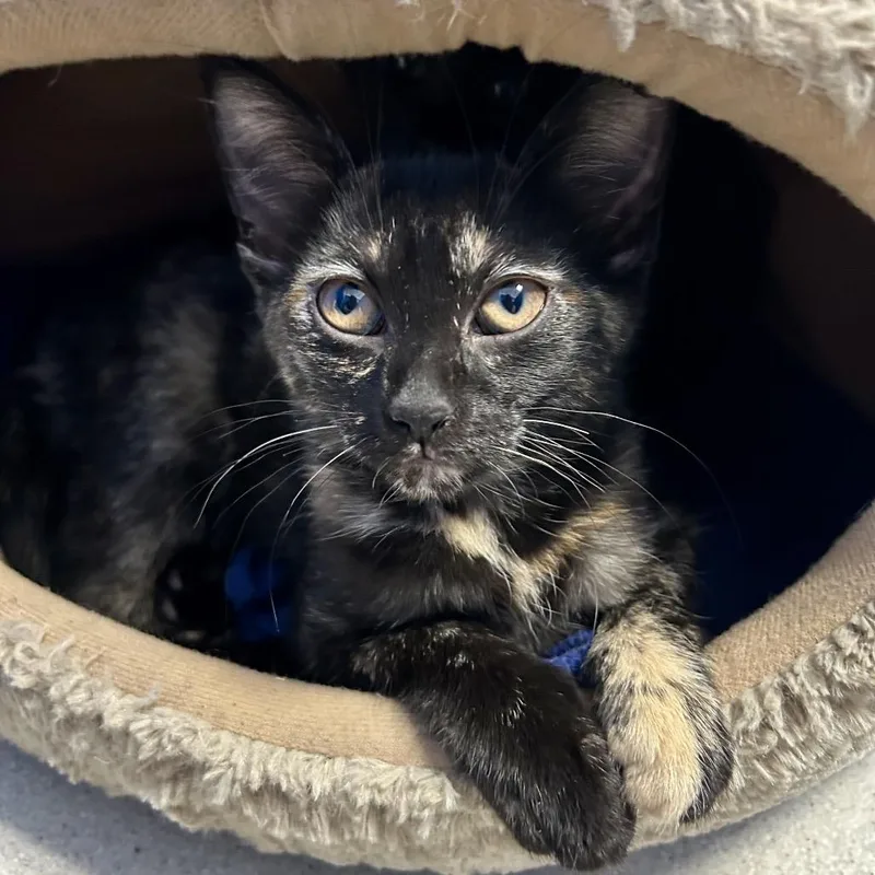 A baby small-sized female Domestic Short Hair cat named Alt for adoption in East Smithfield , PA
