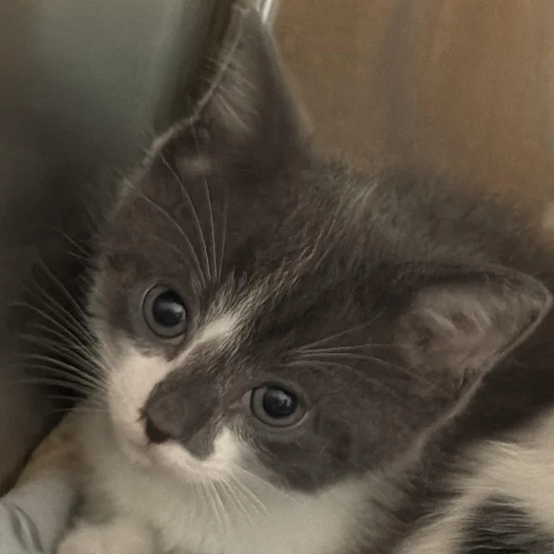 A baby small-sized male Gray / Blue / Silver Domestic Short Hair cat named Jelly for adoption in Clearwater, FL