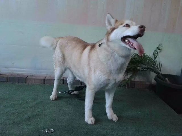 An adult large-sized female Siberian Husky dog named Luna for adoption in Baldwin Park, CA