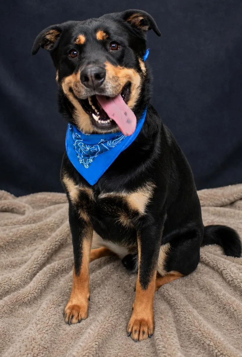 An adult large-sized male Rottweiler dog named Cooper for adoption in Cheboygan, MI
