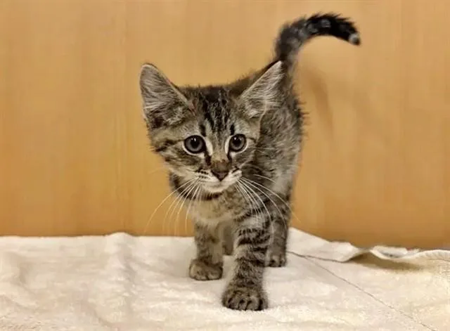 A baby small-sized female Domestic Short Hair cat named Star for adoption in Saint Louis, MO
