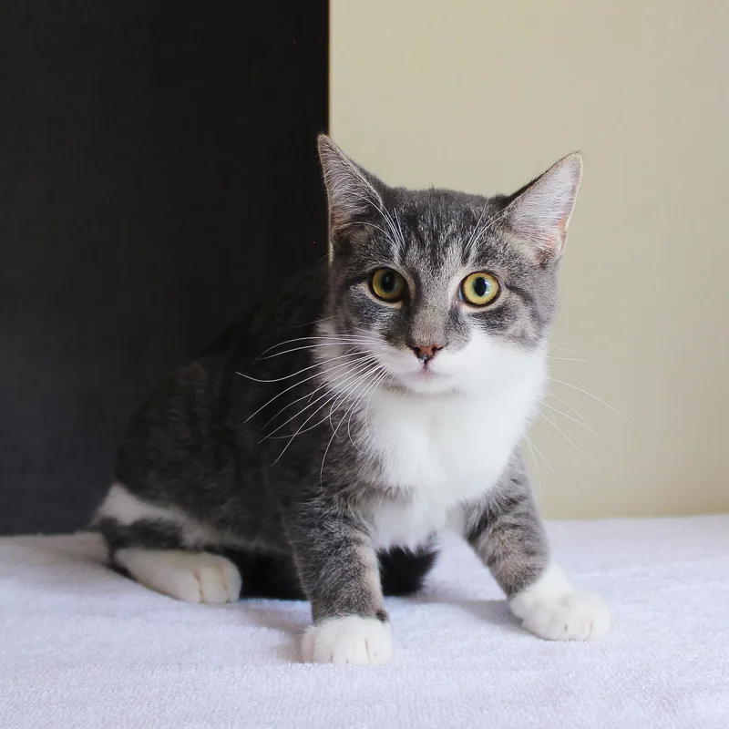 A young medium-sized male White Domestic Short Hair cat named Flash for adoption in Wayne, NJ