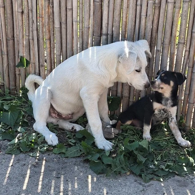 A baby extra large-sized male White / Cream Great Pyrenees dog named Sainte for adoption in Detroit, MI