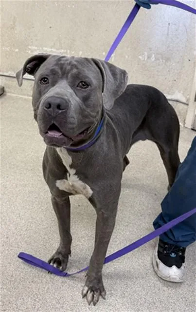 A young large-sized male Pit Bull Terrier dog named Edward for adoption in Riverside, CA