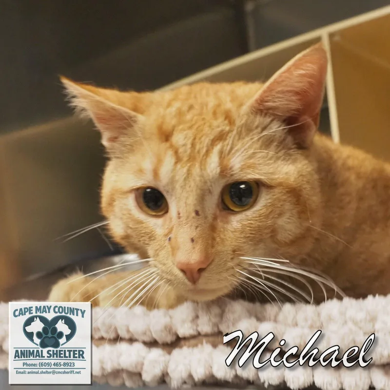 A young medium-sized male Domestic Short Hair cat named Michael for adoption in Cape May Court House, NJ