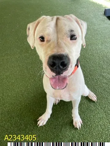 A young extra large-sized male Mixed Breed dog named Yukon for adoption in West Palm Beach, FL