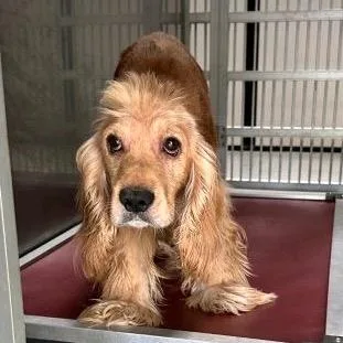 An adult medium-sized male Golden Cocker Spaniel dog named Buddy Boy for adoption in Baton Rouge, LA