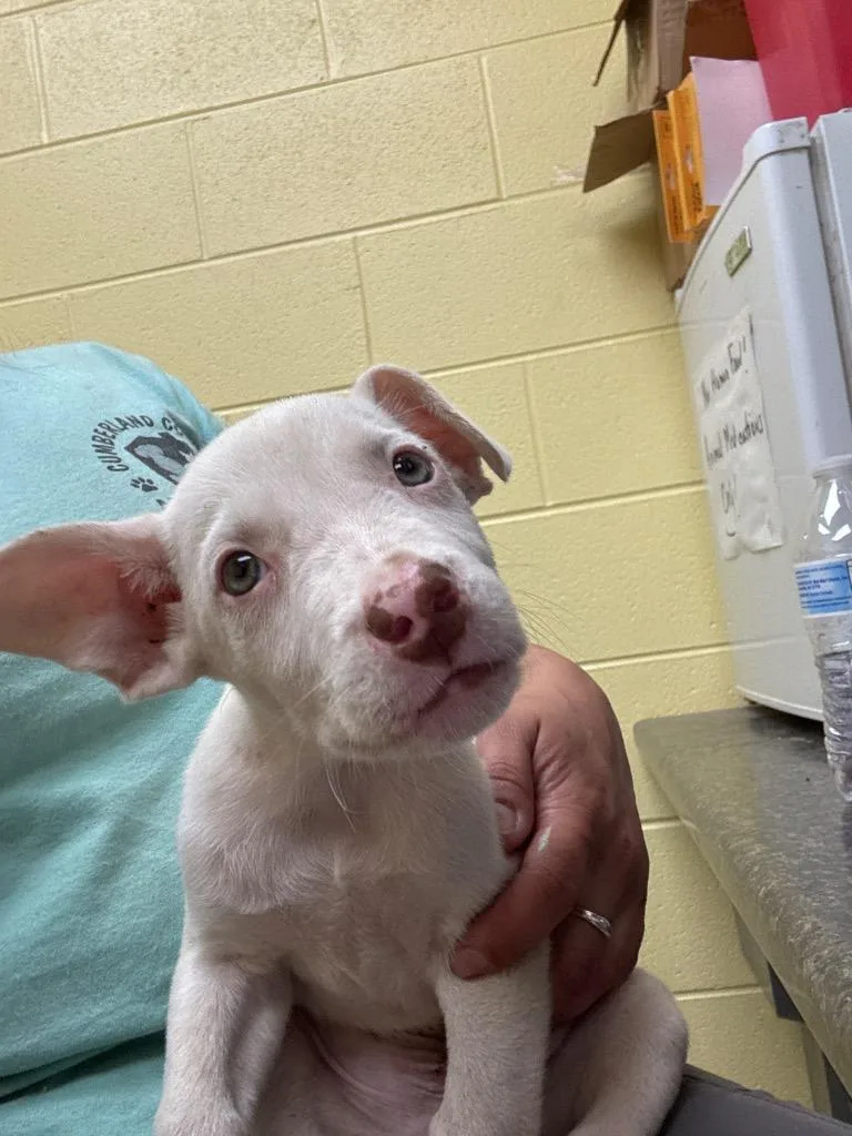 A baby small-sized male Boxer dog named Dobby for adoption in Crossville, TN