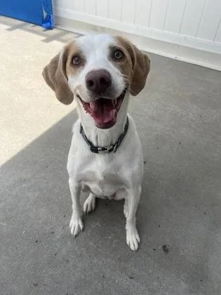 An adult large-sized female Hound dog named Penny for adoption in East Brookfield, MA