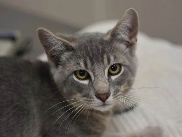 A baby medium-sized male Domestic Short Hair cat named Count Chocula for adoption in Portland, OR