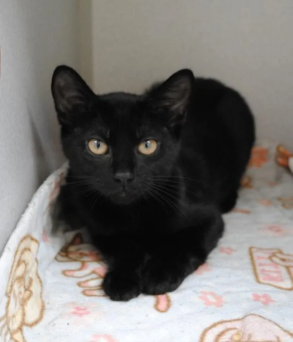 A young medium-sized female Black Domestic Short Hair cat named Ada for adoption in Marietta, GA