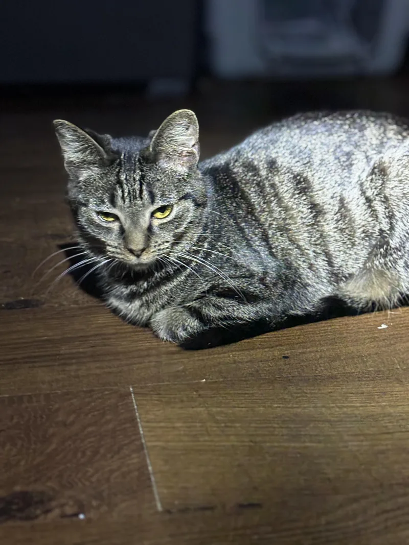 A young small-sized female Domestic Short Hair cat named Shelly for adoption in Pittsburgh, PA