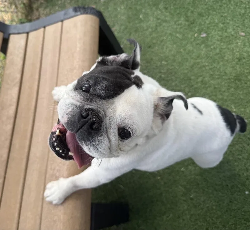An adult medium-sized female Tricolor (Brown, Black, & White) American Bulldog dog named Tankina for adoption in Brewster , NY