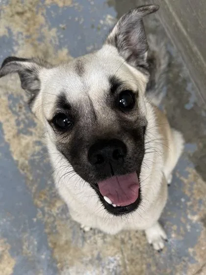 An adult medium-sized male Pug dog named Otis for adoption in Inverness, FL