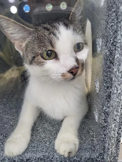 An adult medium-sized female Domestic Long Hair cat named Honey for adoption in Dallas, TX