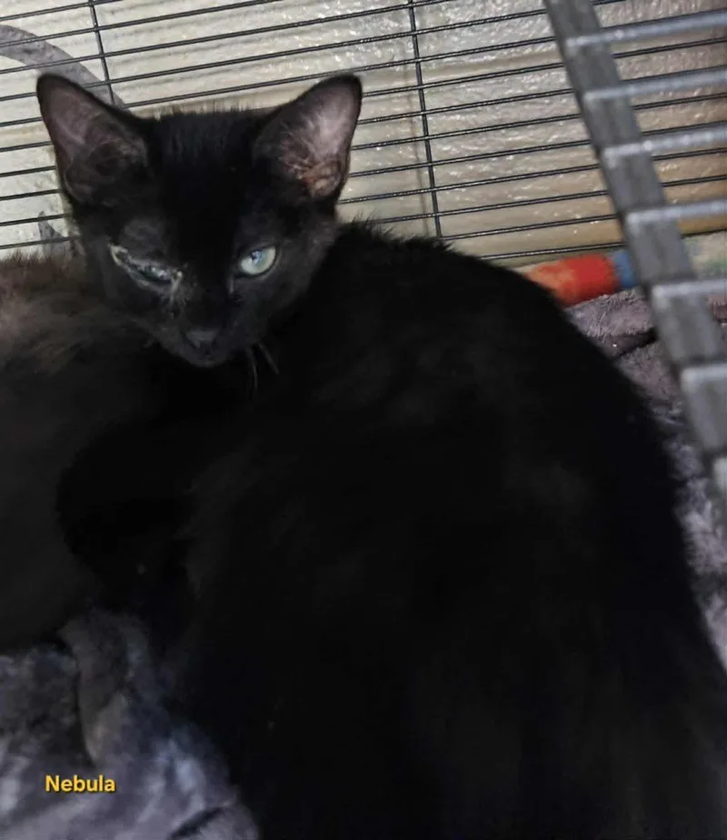 A baby small-sized female Domestic Short Hair cat named Nebula for adoption in Blountville, TN