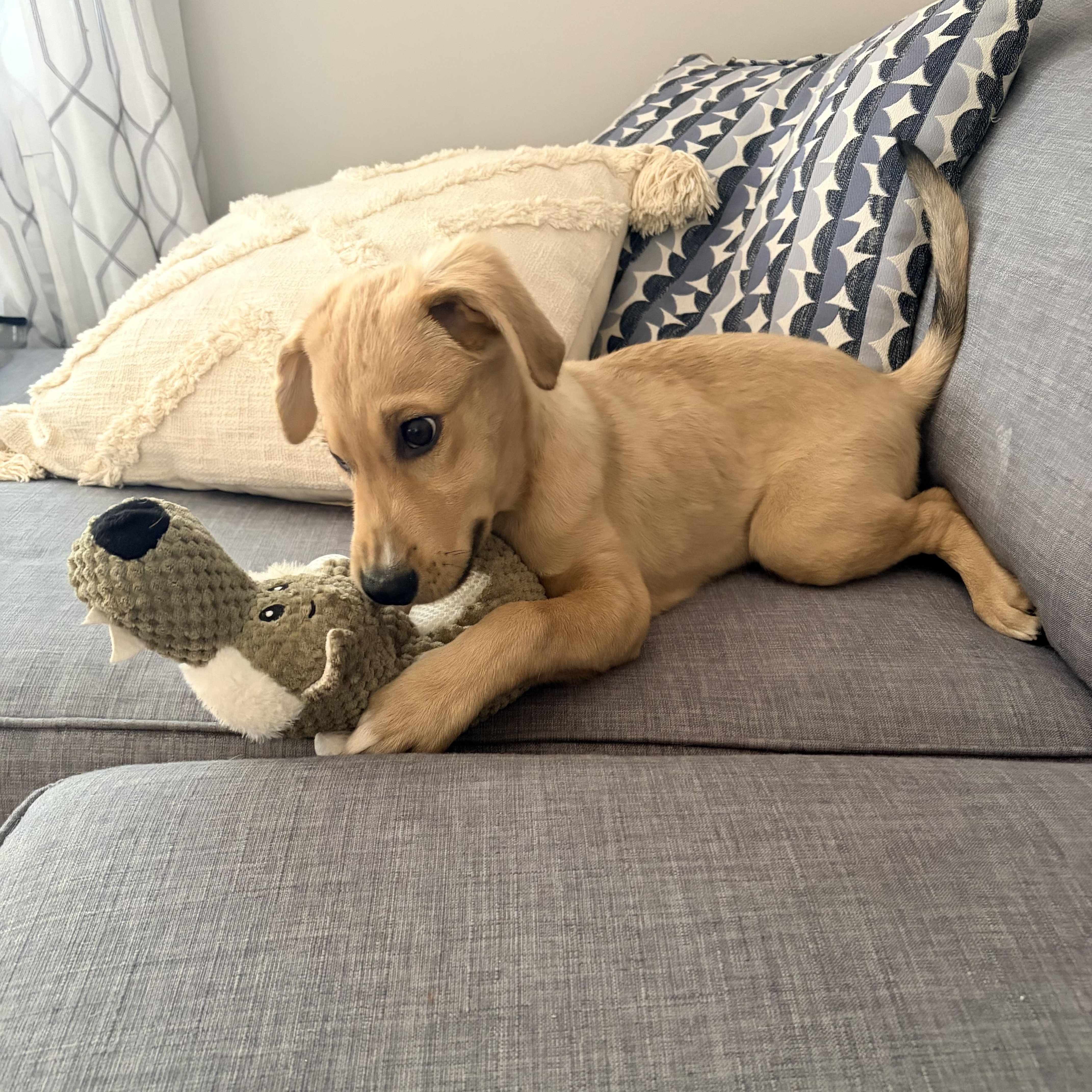 A baby medium-sized male Beagle dog named Grizzly for adoption in Chatham, NJ